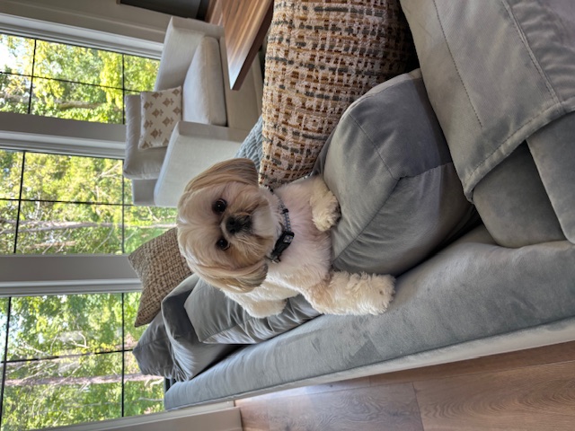 A shih tzu relaxing at home