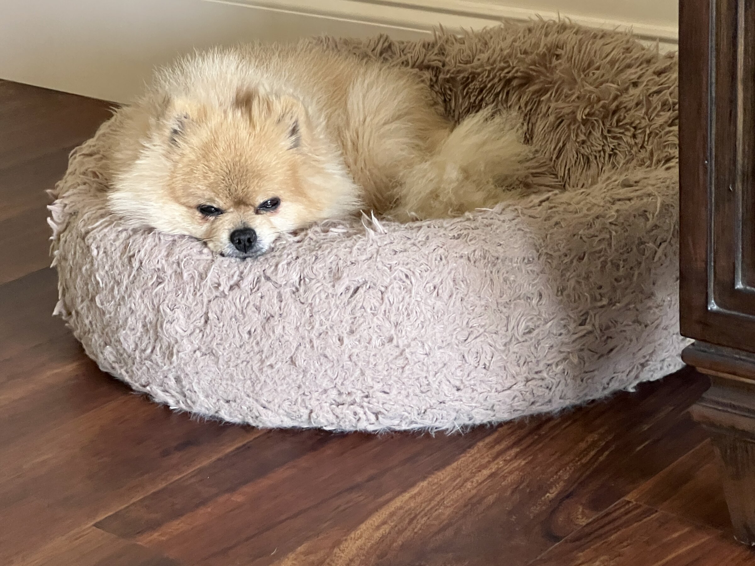 Pomeranian curled up in bed during an overnight stay