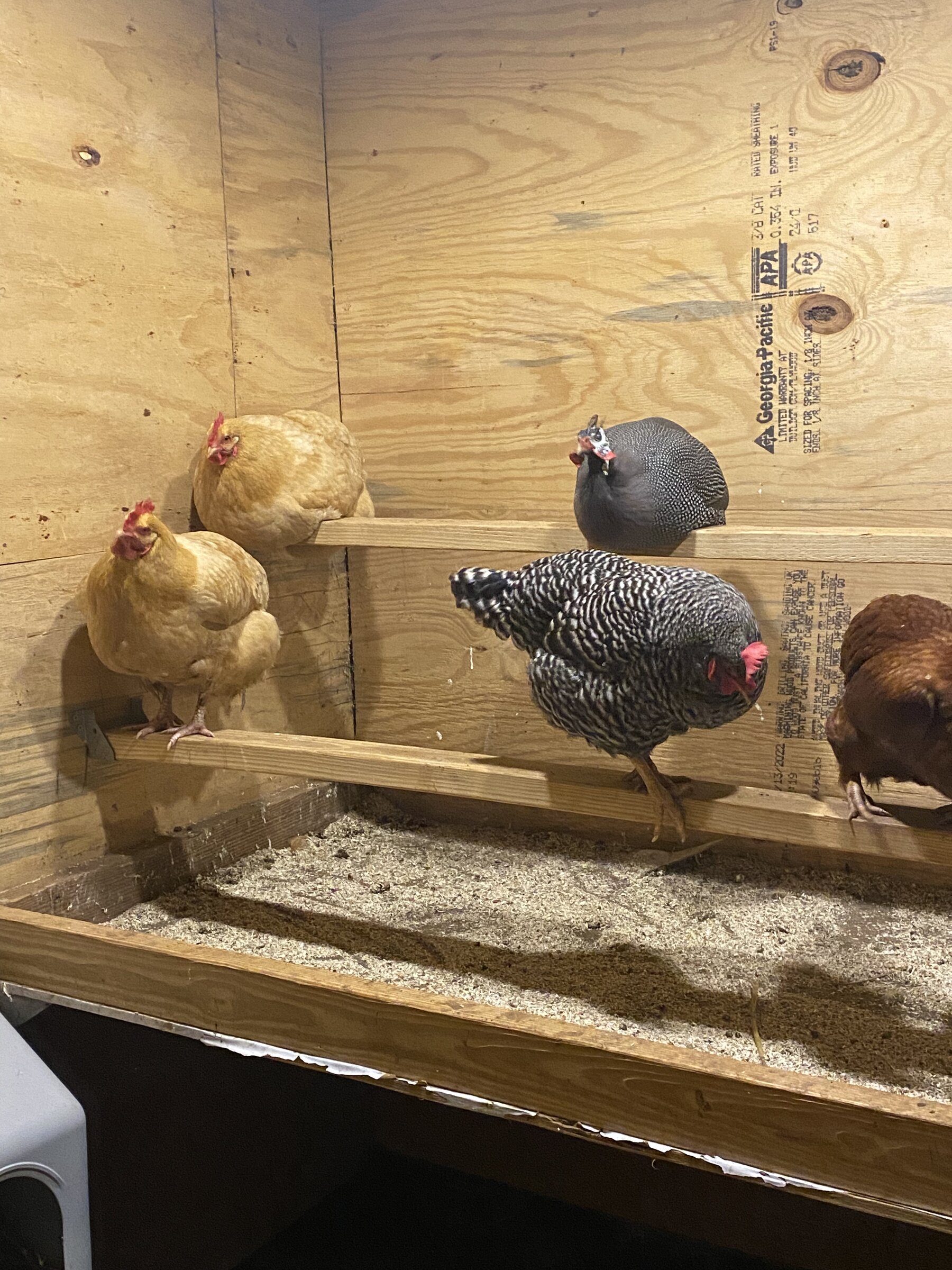 Backyard chickens — small farm animal care in Tennessee