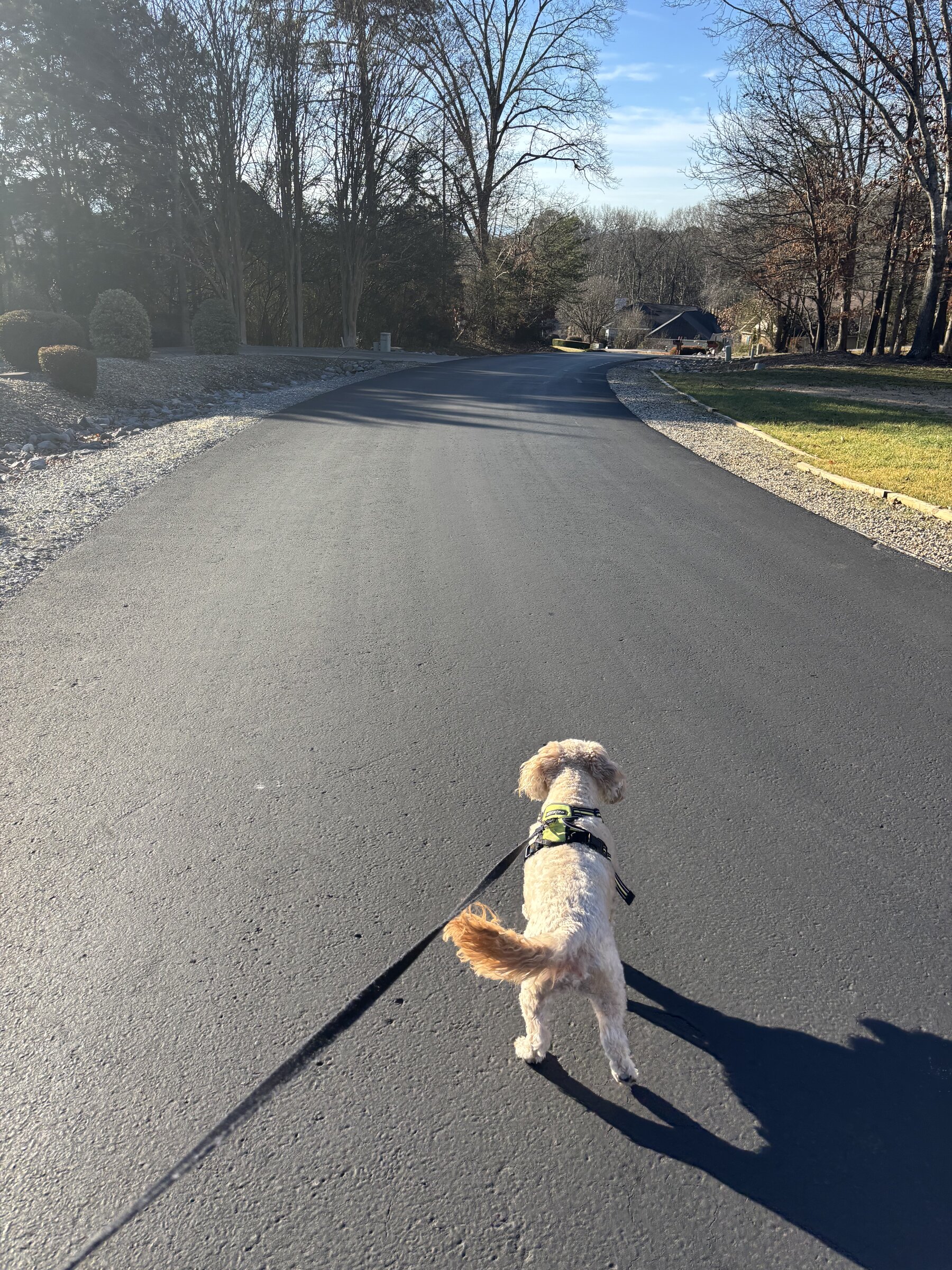 Golden hour walk with a goldendoodle on a Tellico Village trail