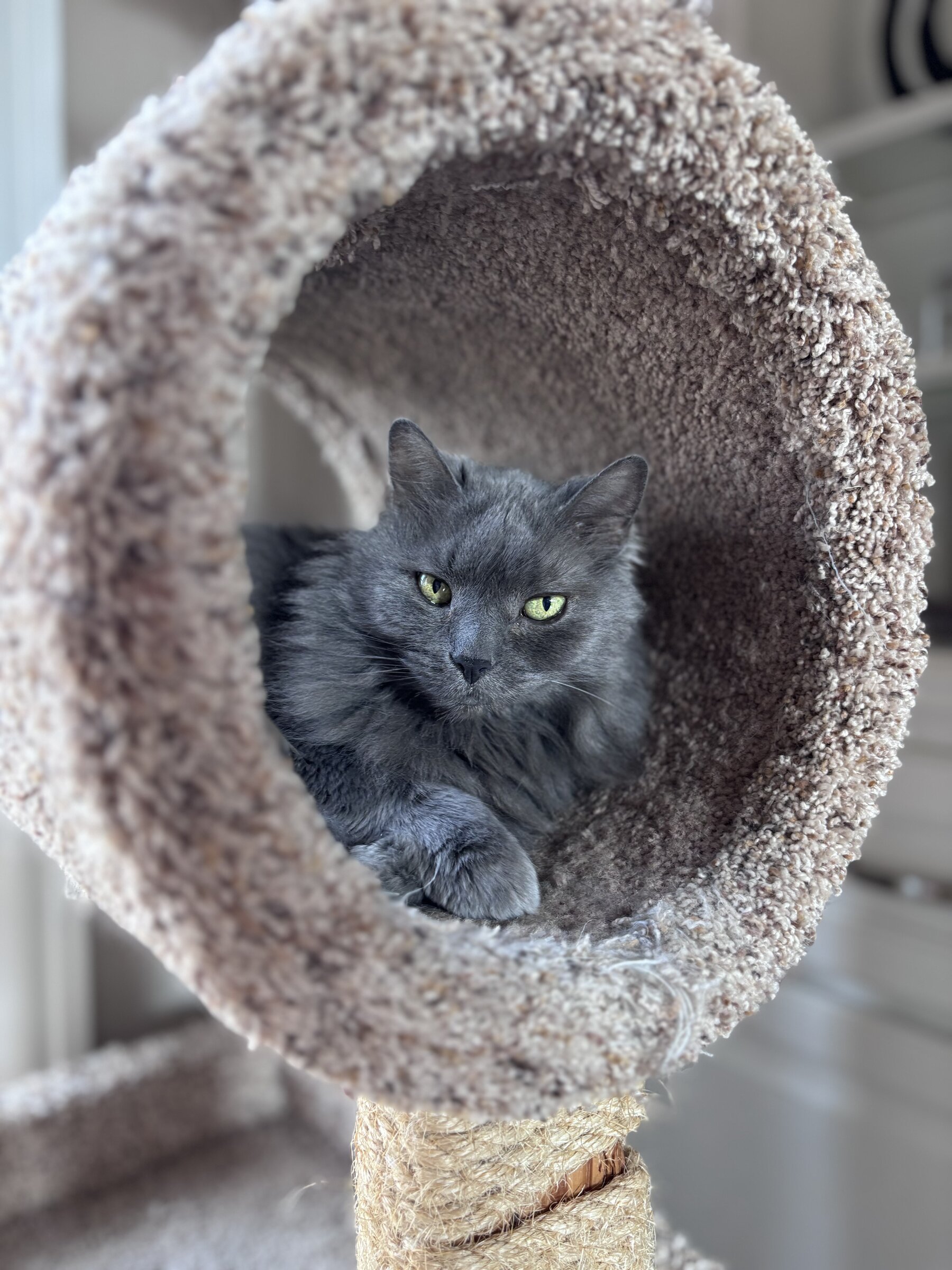 House cat resting indoors