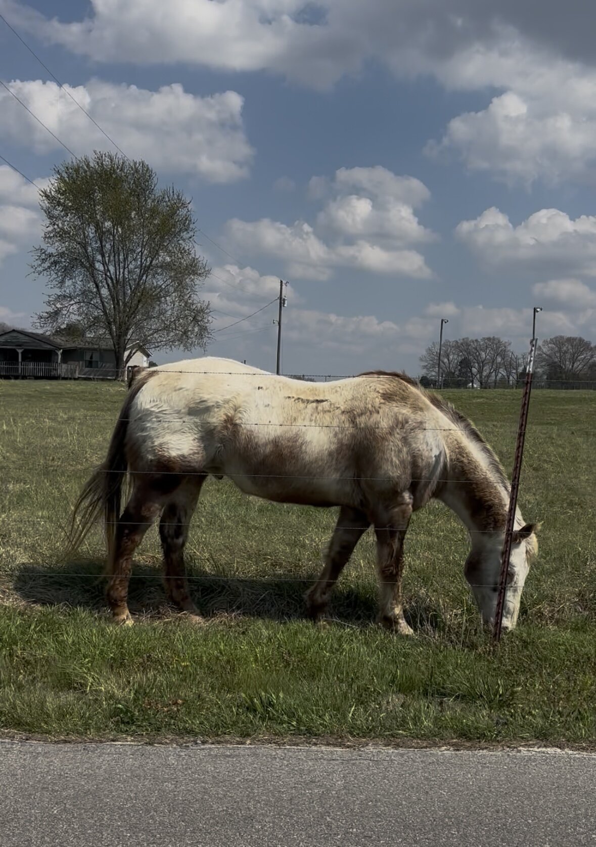 Horse in a Loudon County pasture — farm pet care