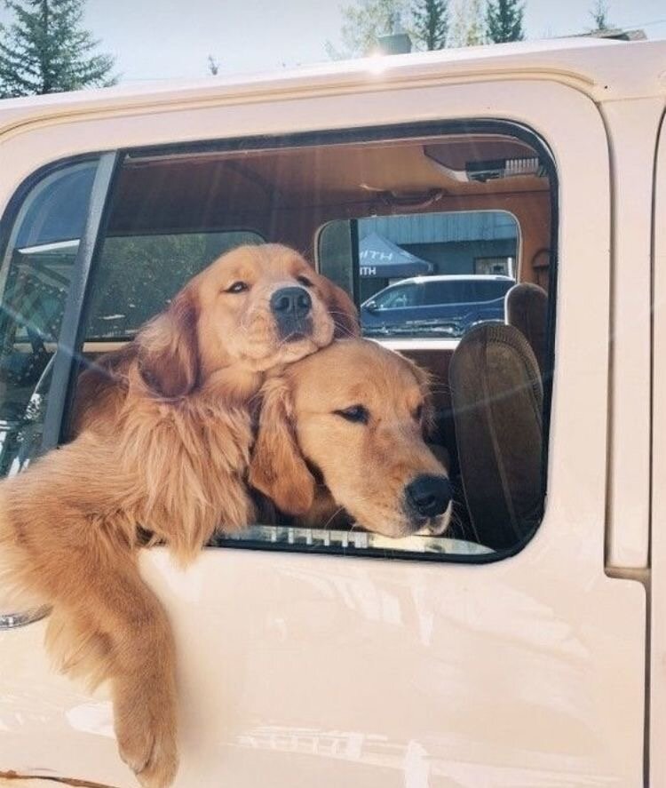 Two golden retrievers riding in a truck window