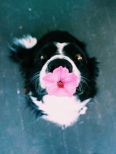 Border collie with a pink flower, soft portrait