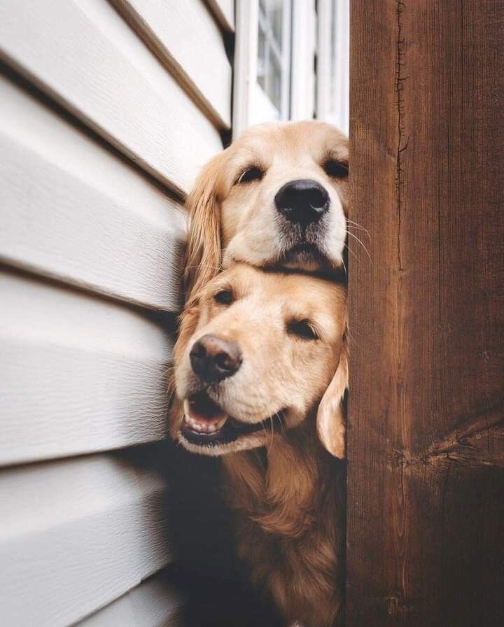 Two golden retrievers peeking around a corner of a porch