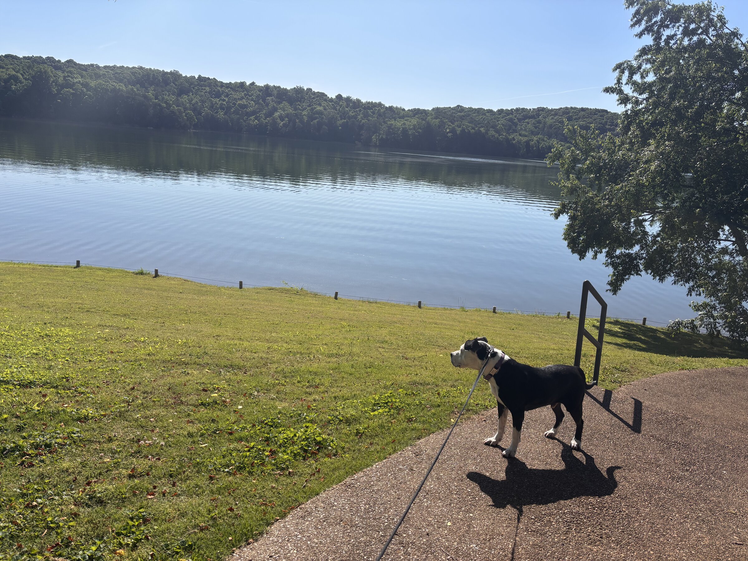 Dog at the edge of Tellico Lake on a summer morning