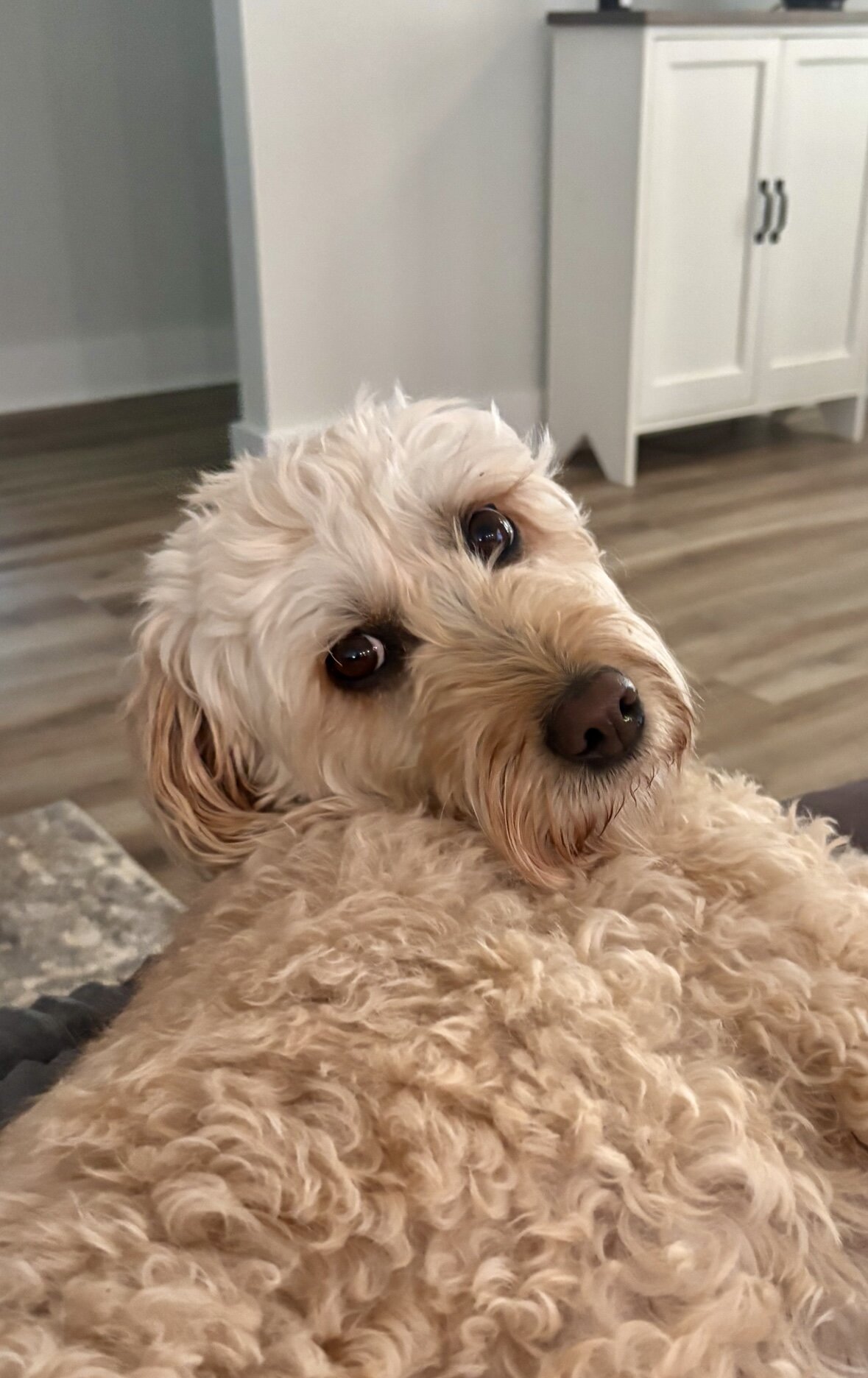Goldendoodle resting at home