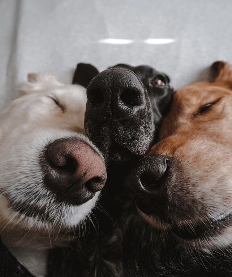 Three dogs cuddled together — group boarding and daycare