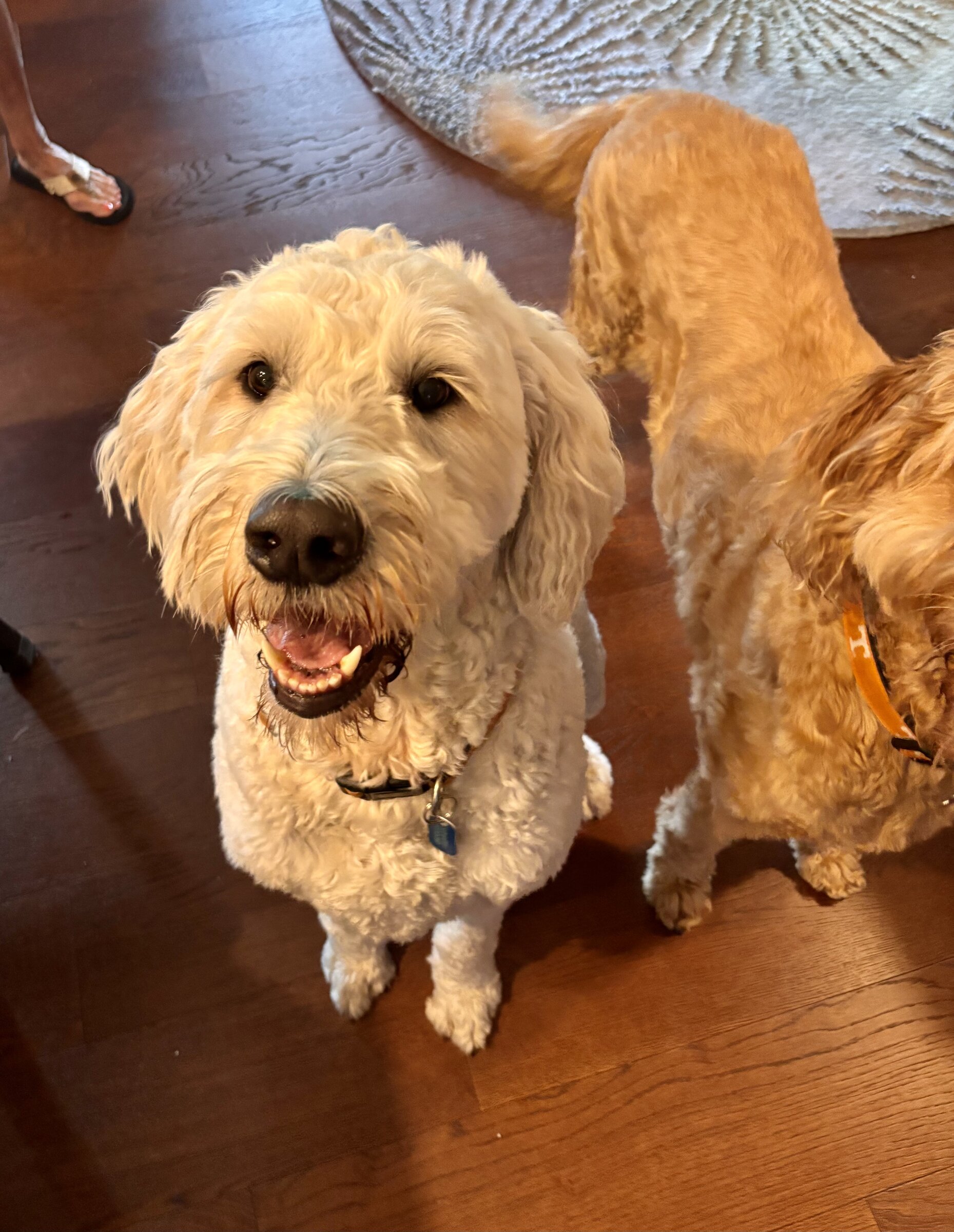 Goldendoodle smiling for the camera
