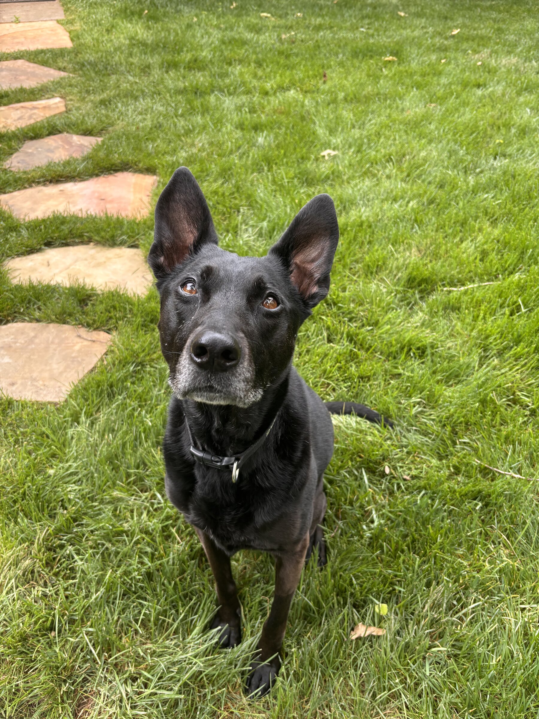 Black shepherd portrait in Tellico Village backyard