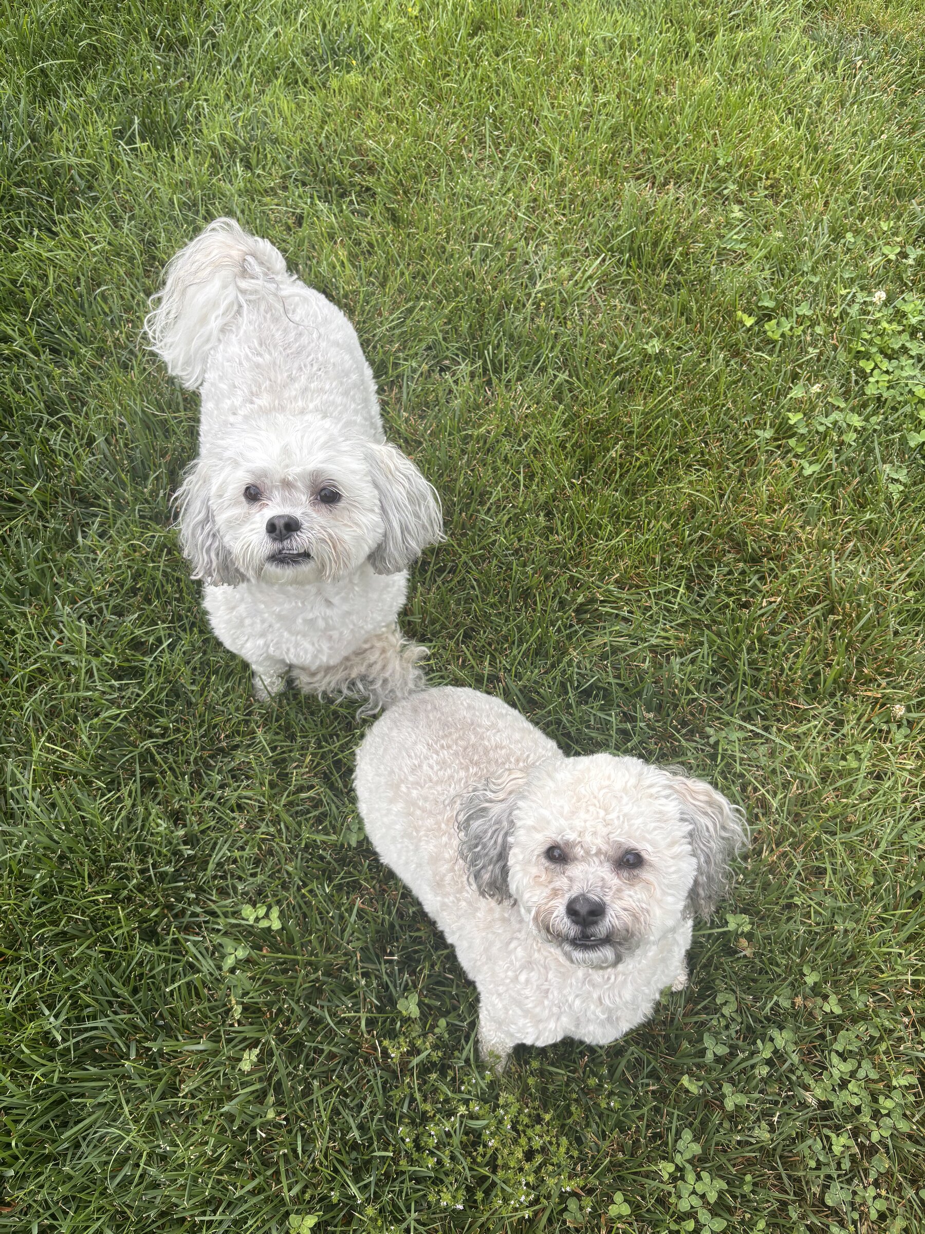 Two bichons in the grass at home