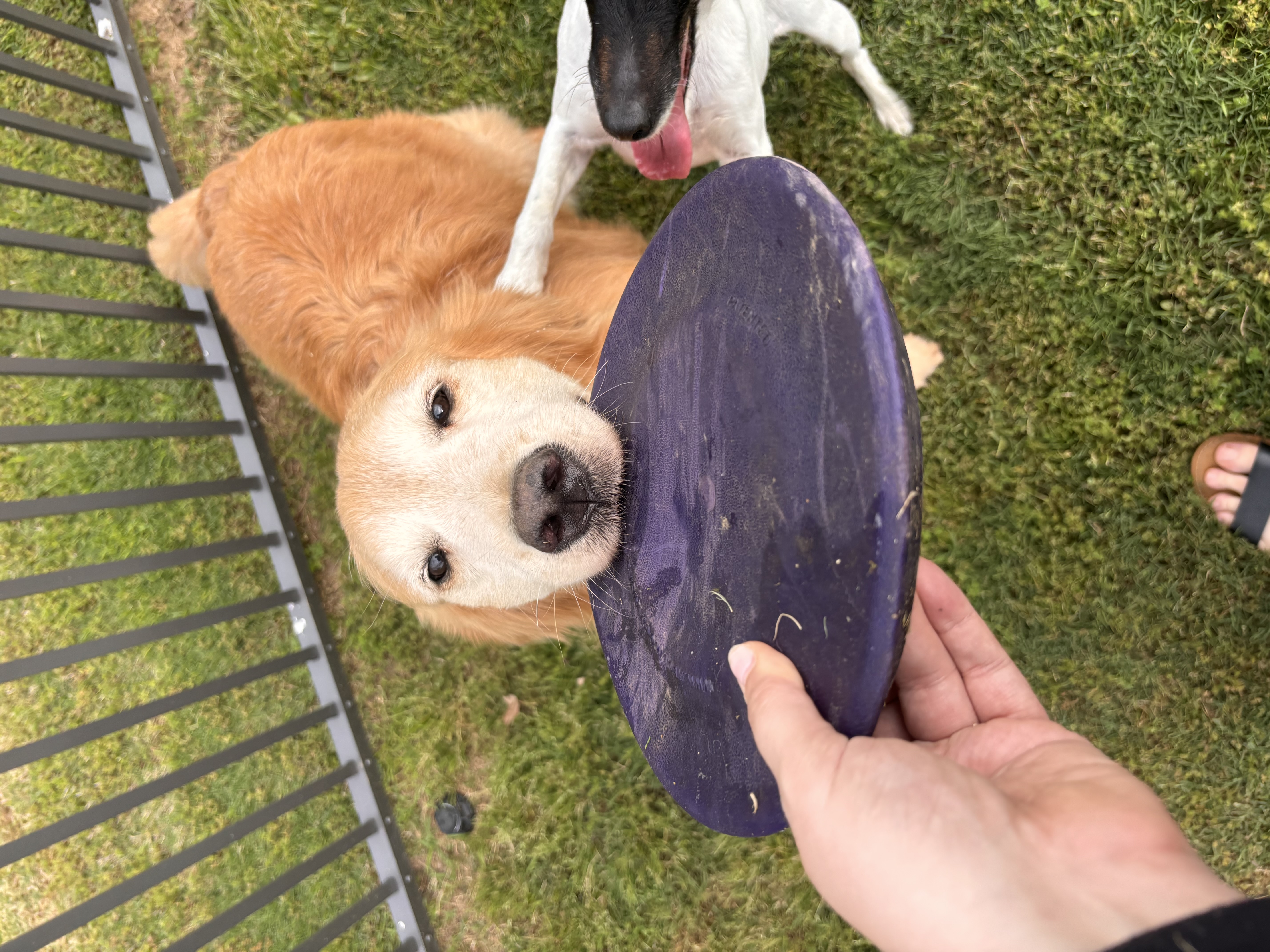 Golden retriever in motion during outdoor play
