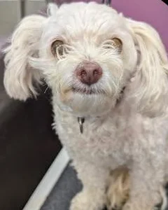 White dog with a pink nose before grooming