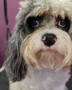 Gray and white dog before grooming