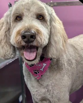Curly-coated tan dog after grooming