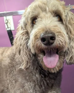 Curly-coated tan dog before grooming