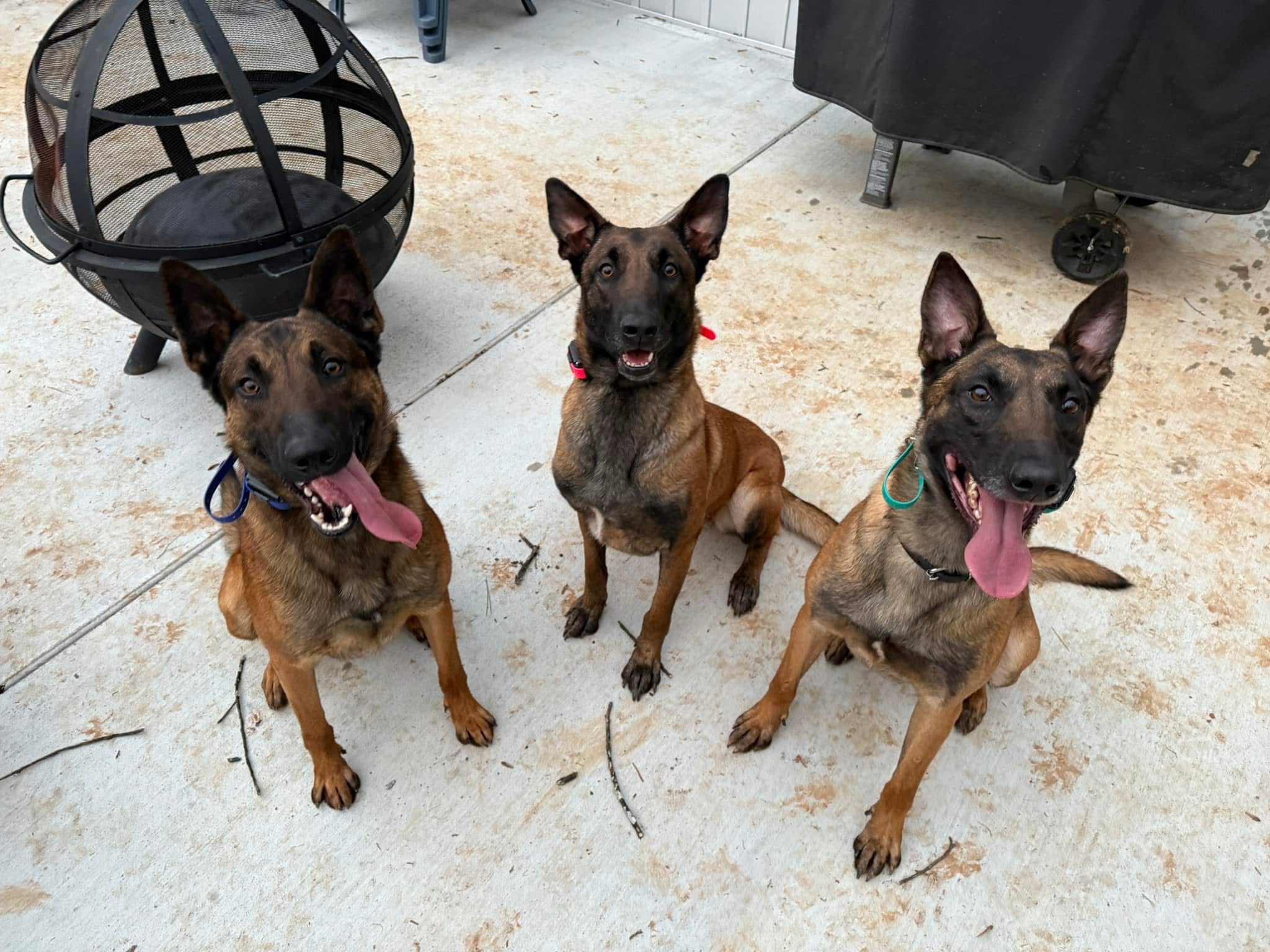 Three Belgian Malinois sitting together on a patio — group dog care in Loudon, Tennessee