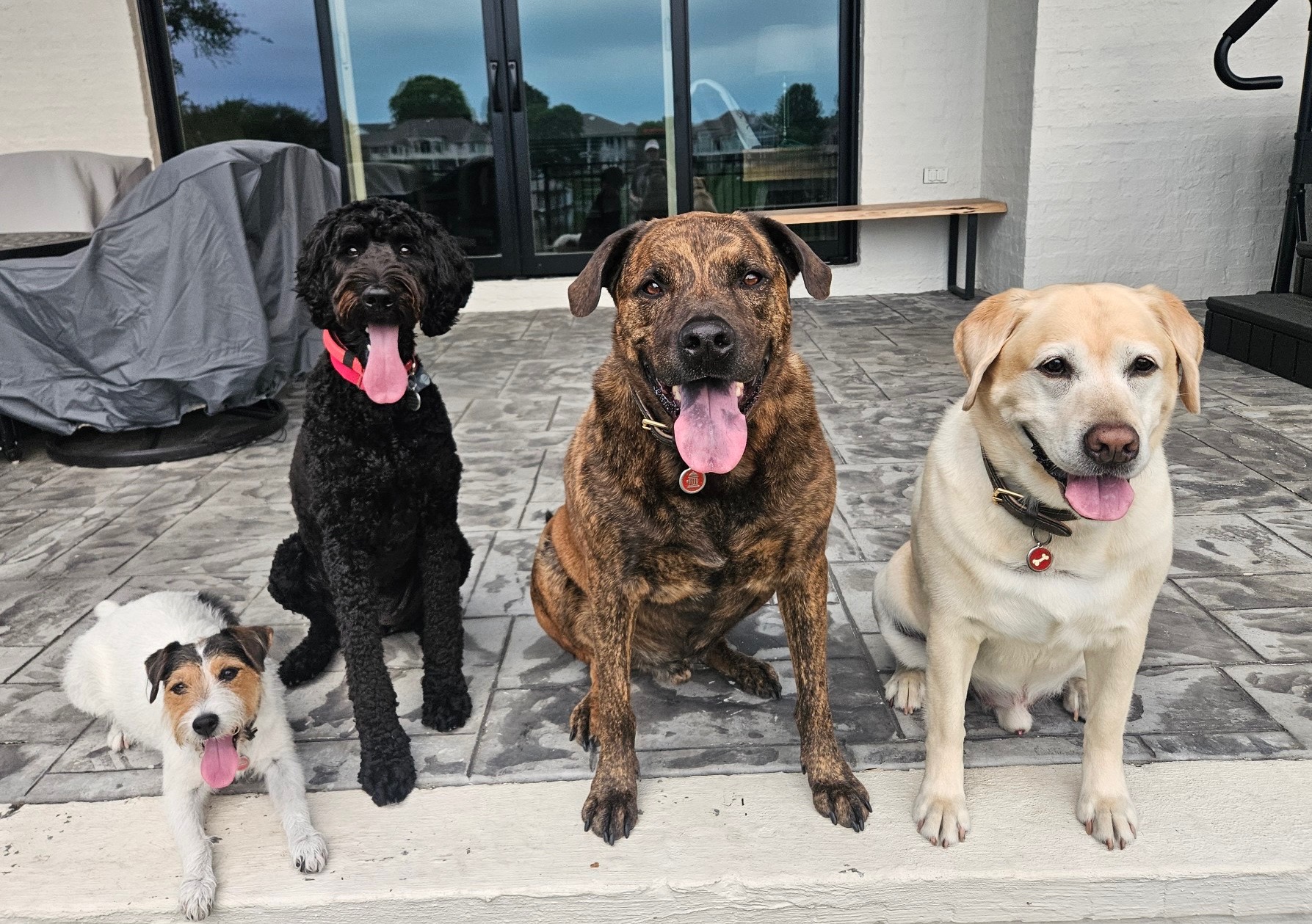 Four dogs of different breeds sitting in a row — group boarding and daycare in Tellico Village
